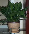 Aglaonema Maria